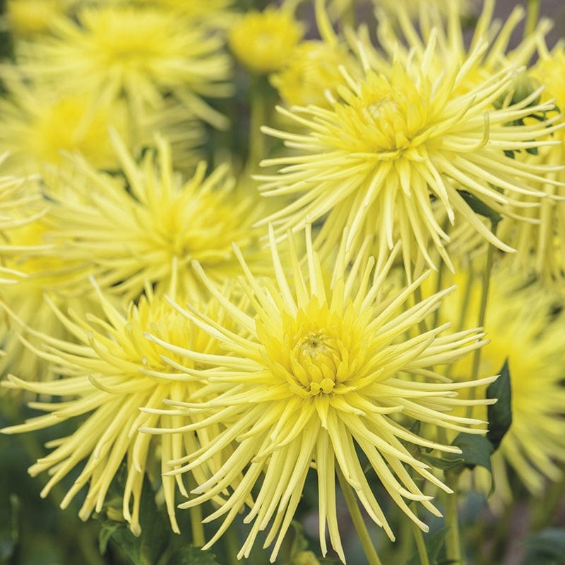 dt-brown FLOWER PLANTS Dahlia Gryson's Yellow Spider 3lt Potted Plant