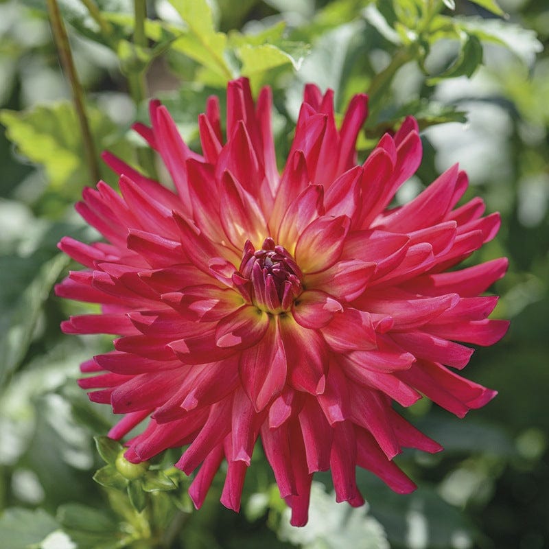 dt-brown FLOWER PLANTS Dahlia Macalister's Pride 3lt Potted Plant