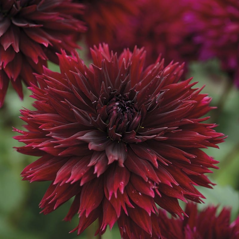 dt-brown FLOWER BULBS Dahlia Black Touch Flower Tubers