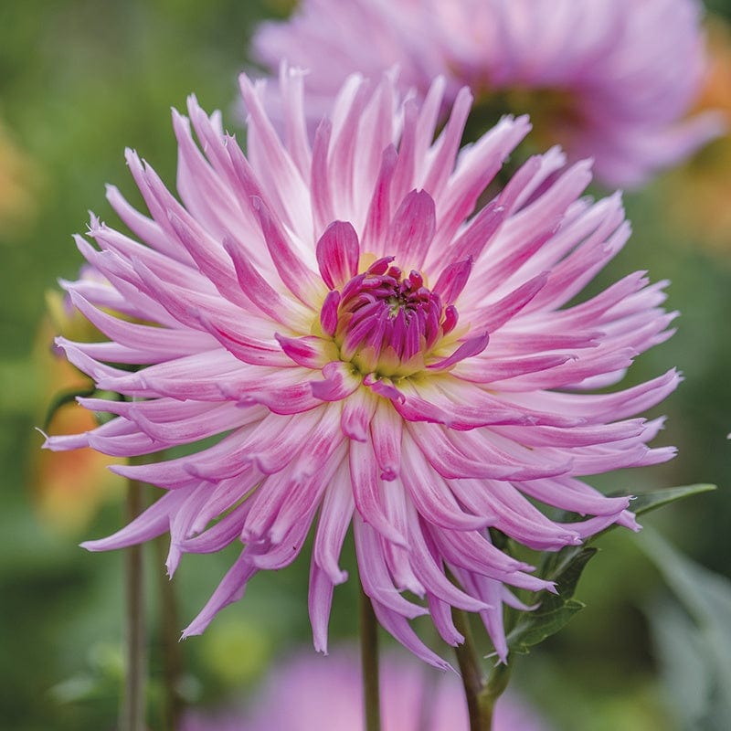 dt-brown FLOWER PLANTS Dahlia Orchid Princess 3lt Potted Plant