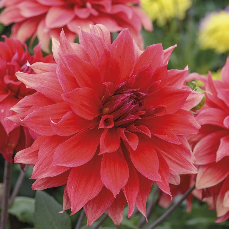 dt-brown FLOWER PLANTS Dahlia Babylon Red 3lt Potted Plant