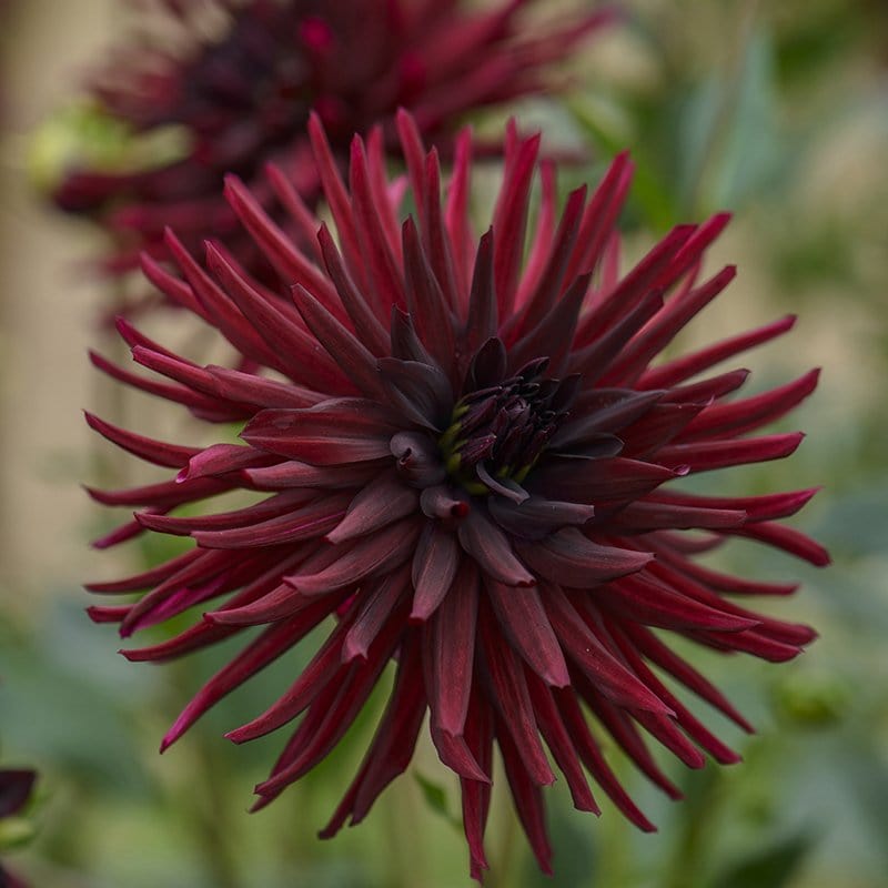 dt-brown FLOWER PLANTS Dahlia Black Narcissus Potted Plant