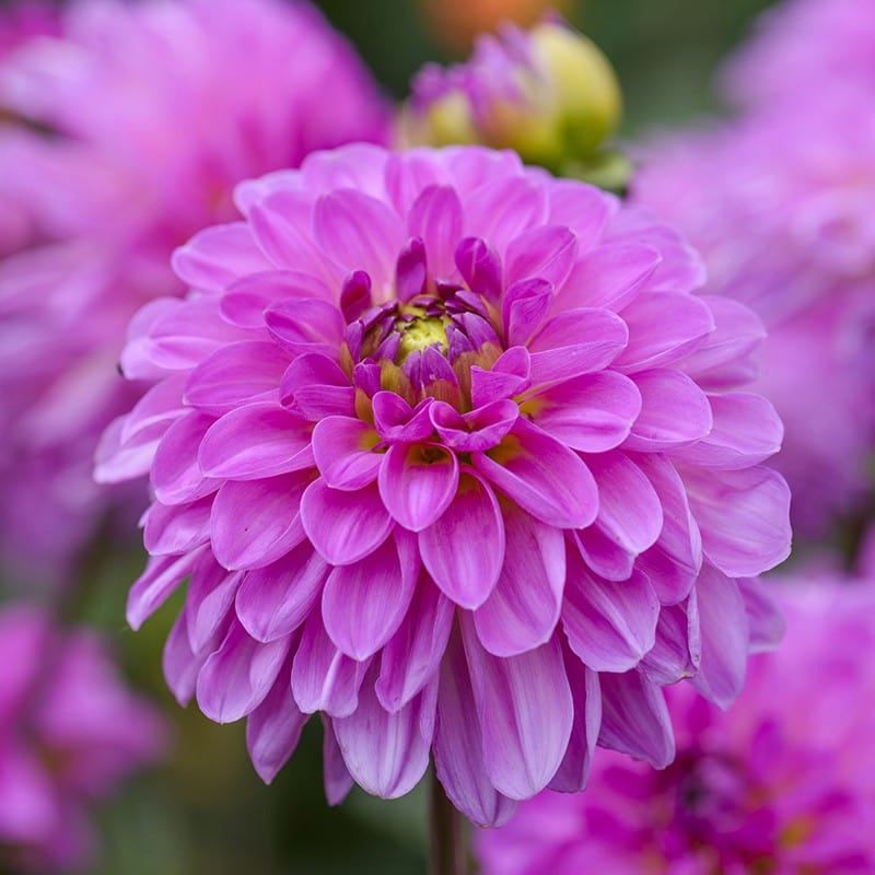 dt-brown FLOWER PLANTS Dahlia Sweet Lady Potted Plant