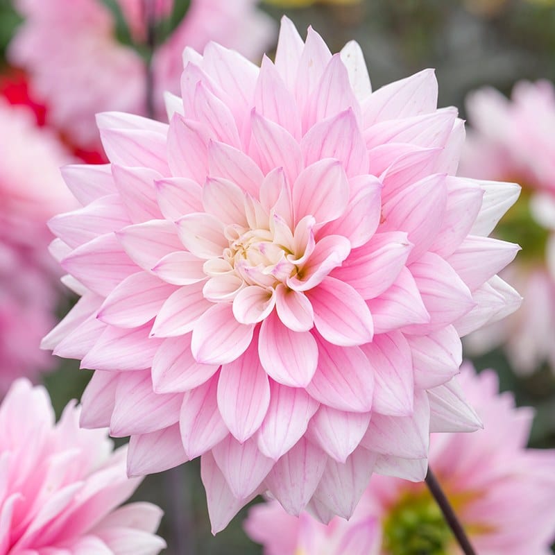 dt-brown FLOWER BULBS Dahlia Karma Prospero Flower Tubers