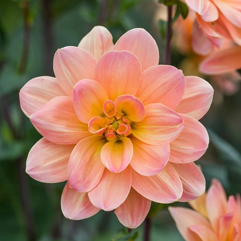 dt-brown FLOWER BULBS Dahlia Mr Frans Flower Tubers