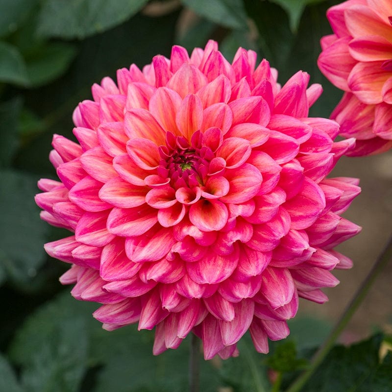 dt-brown FLOWER BULBS Dahlia Salmon Runner Flower Tubers