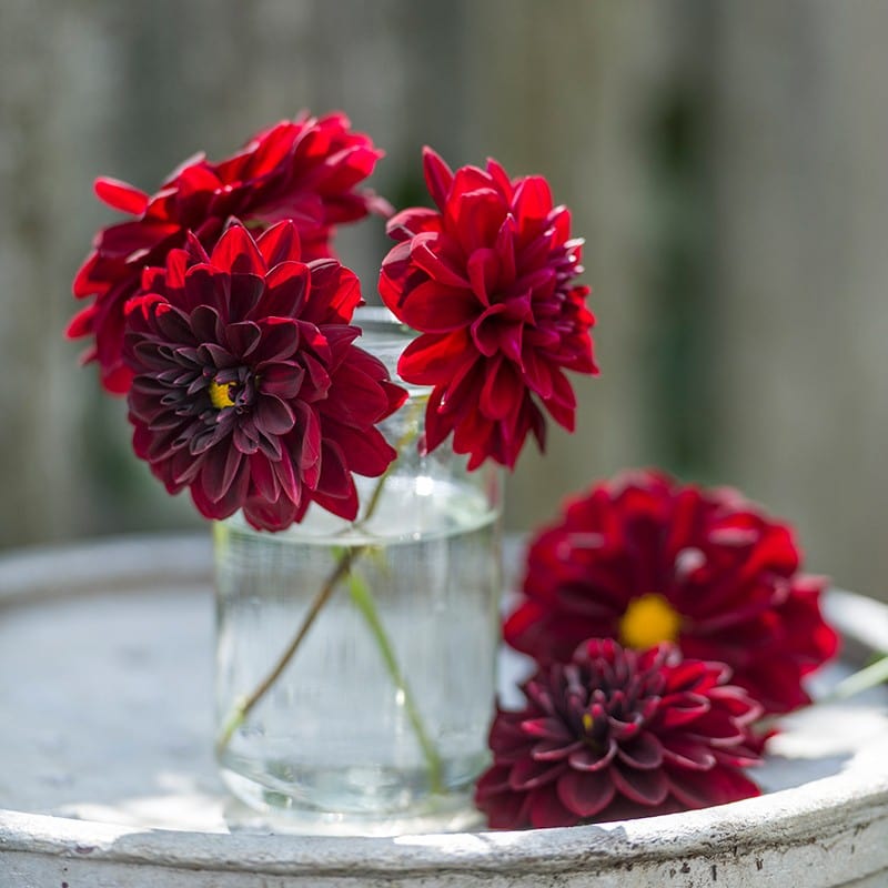 dt-brown FLOWER BULBS Dahlia Arabian Night Flower Tubers