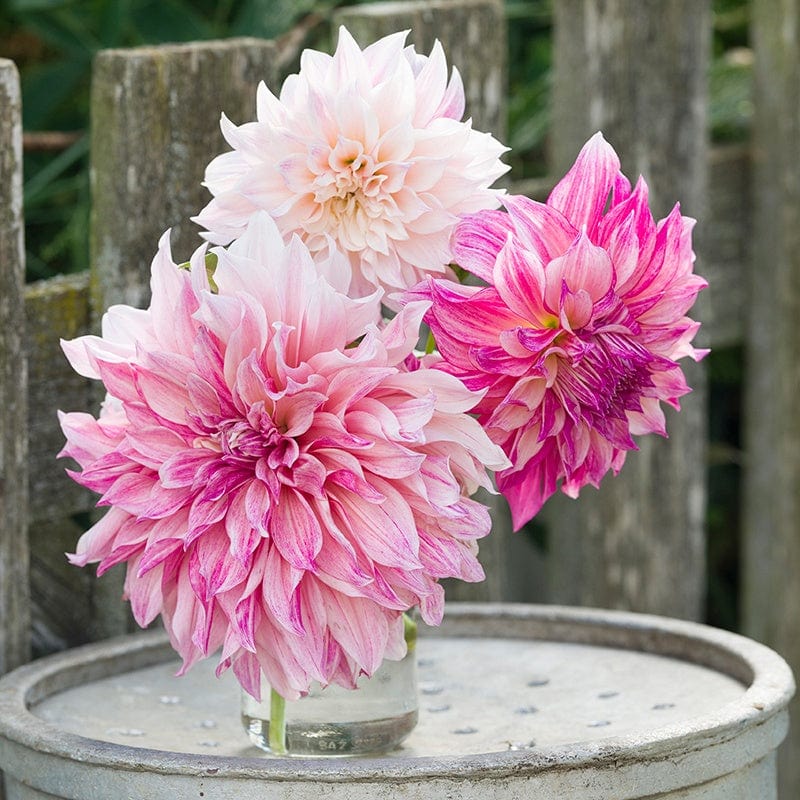 dt-brown FLOWER BULBS Dahlia Cafe au Lait Royal Flower Tubers