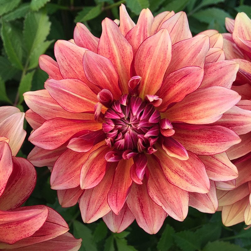 dt-brown FLOWER BULBS Dahlia Miss Brandy Flower Plant Tuber