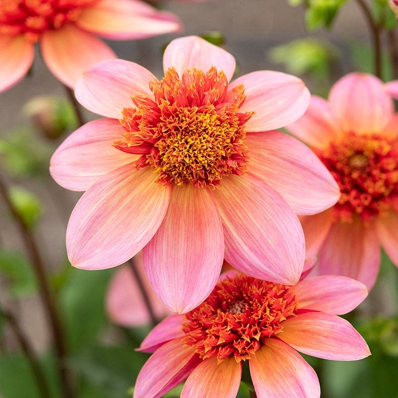 dt-brown FLOWER PLANTS Dahlia Totally Tangerine