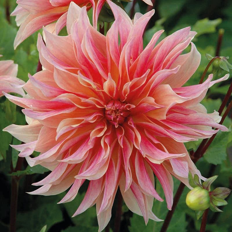 dt-brown FLOWER PLANTS 3L Potted Plant Dahlia Labyrinth