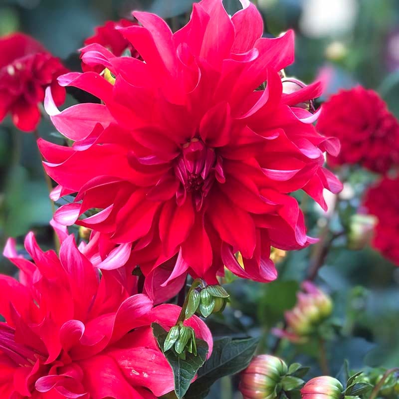 dt-brown FLOWER PLANTS 3L Potted Plant Dahlia Red Labyrinth