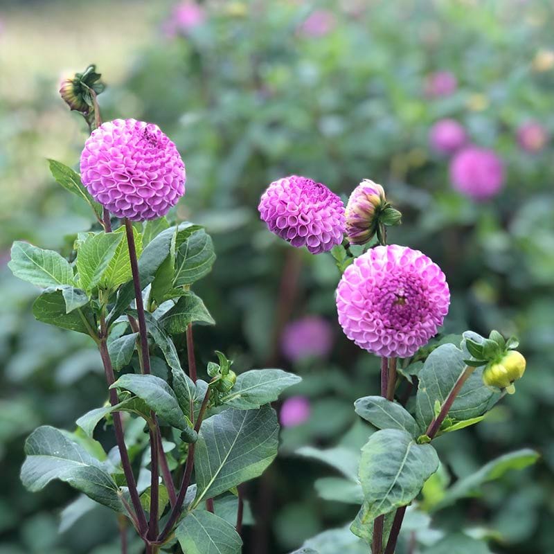 dt-brown FLOWER PLANTS 1 tuber Dahlia Frank Holmes