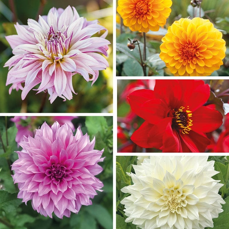 dt-brown FLOWER BULBS Dahlia Lucky Dip