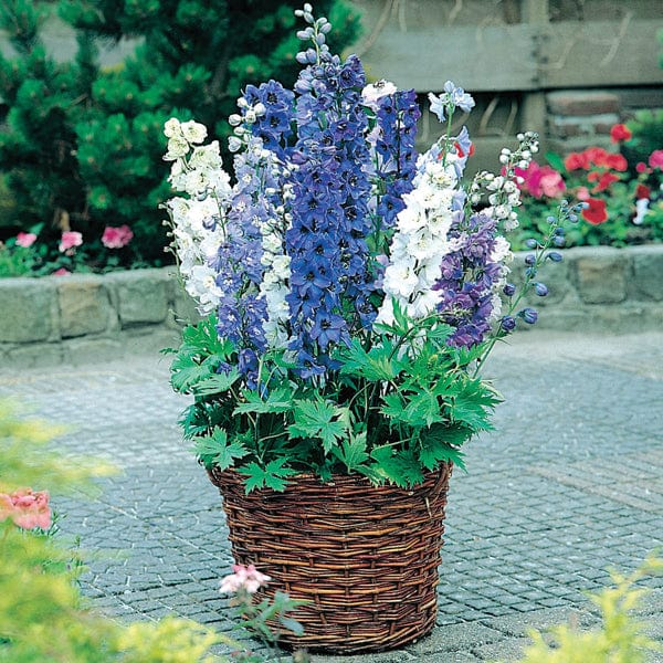 dt-brown FLOWER PLANTS 30 Garden Ready Plants Delphinium Magic Fountains Mixed F1 Flower Plants