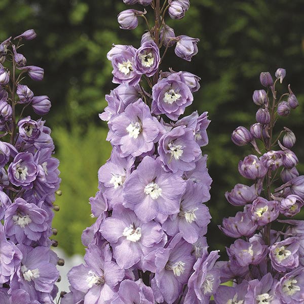 dt-brown 5 young plants Delphinium Aurora Lavender Flower Plants