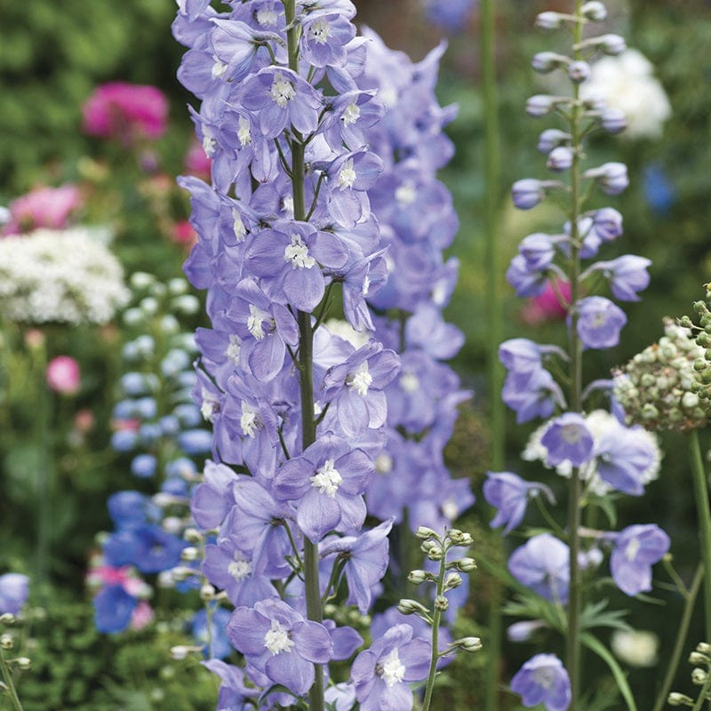 dt-brown FLOWER PLANTS Delphinium Summer Skies Potted Flower Plant