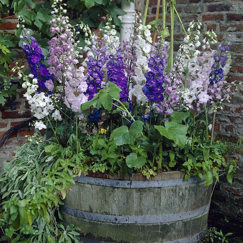 dt-brown FLOWER PLANTS 2x 30 garden ready plants Delphinium Magic Fountains Mixed F1 Flower Plants