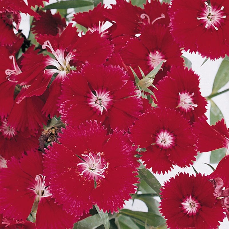 dt-brown FLOWER PLANTS Dianthus Festival Red Deep Flower Plants