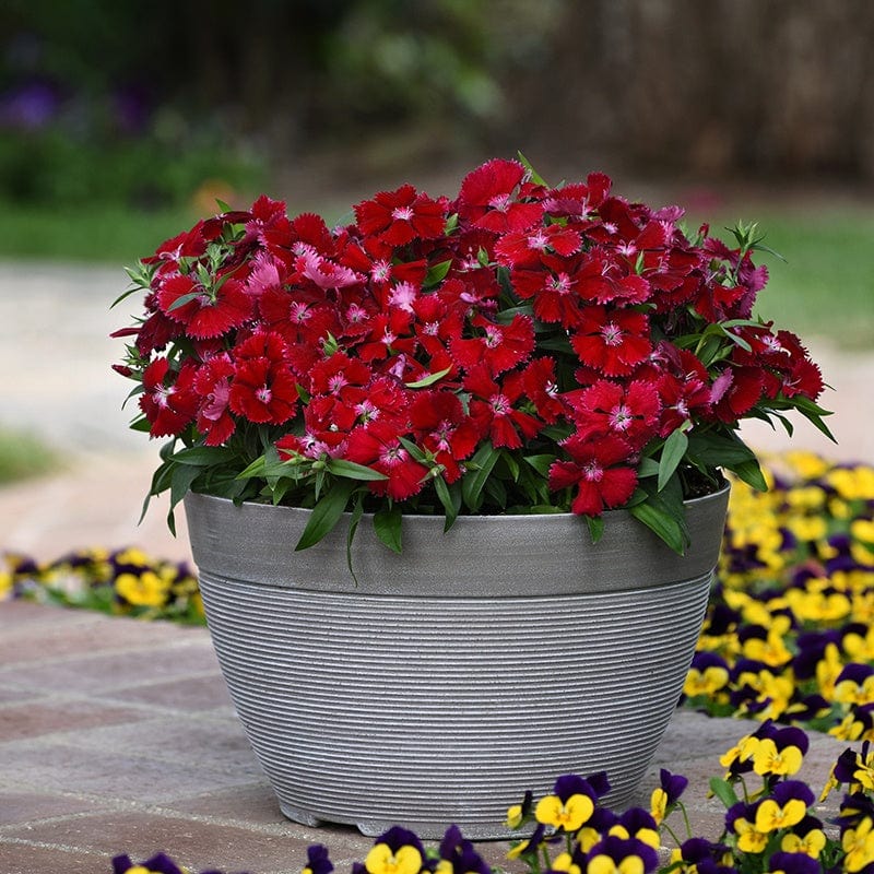 dt-brown FLOWER PLANTS Dianthus Festival Red Deep Flower Plants