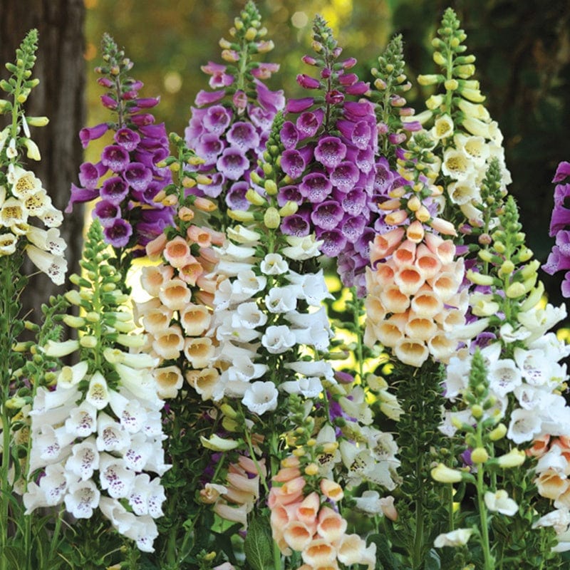 dt-brown FLOWER PLANTS 30 Garden Ready Plants (June despatch) Foxglove Dalmatian Mixed F1 Flower Plants