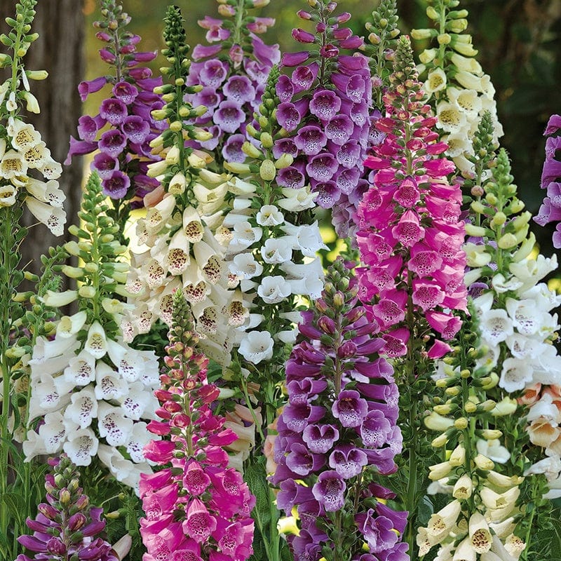 dt-brown FLOWER PLANTS 2x 30 garden ready plants Foxglove Dalmatian Mixed F1 Flower Plants