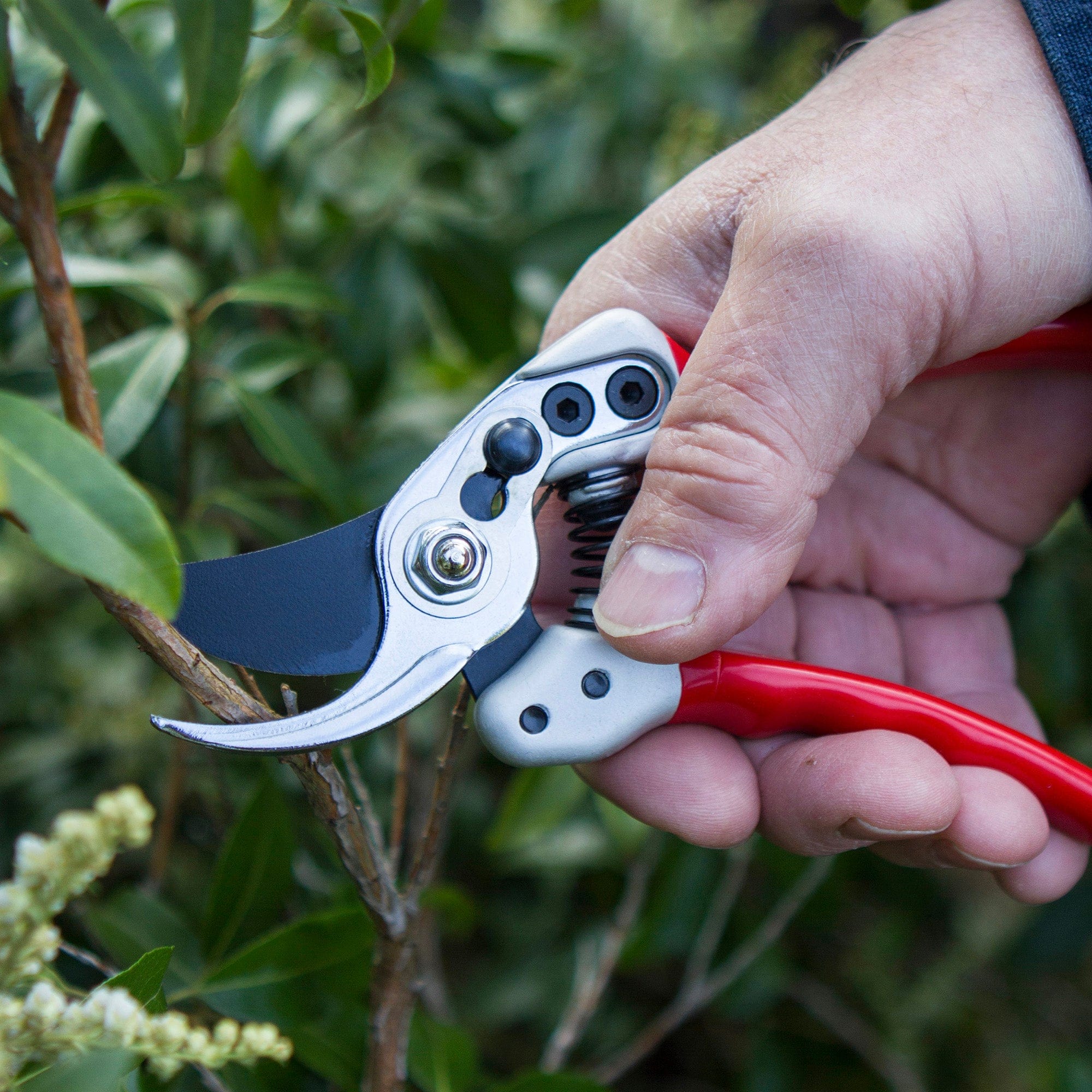 dt-brown HARDWARE Darlac Expert Bypass Small Secateurs