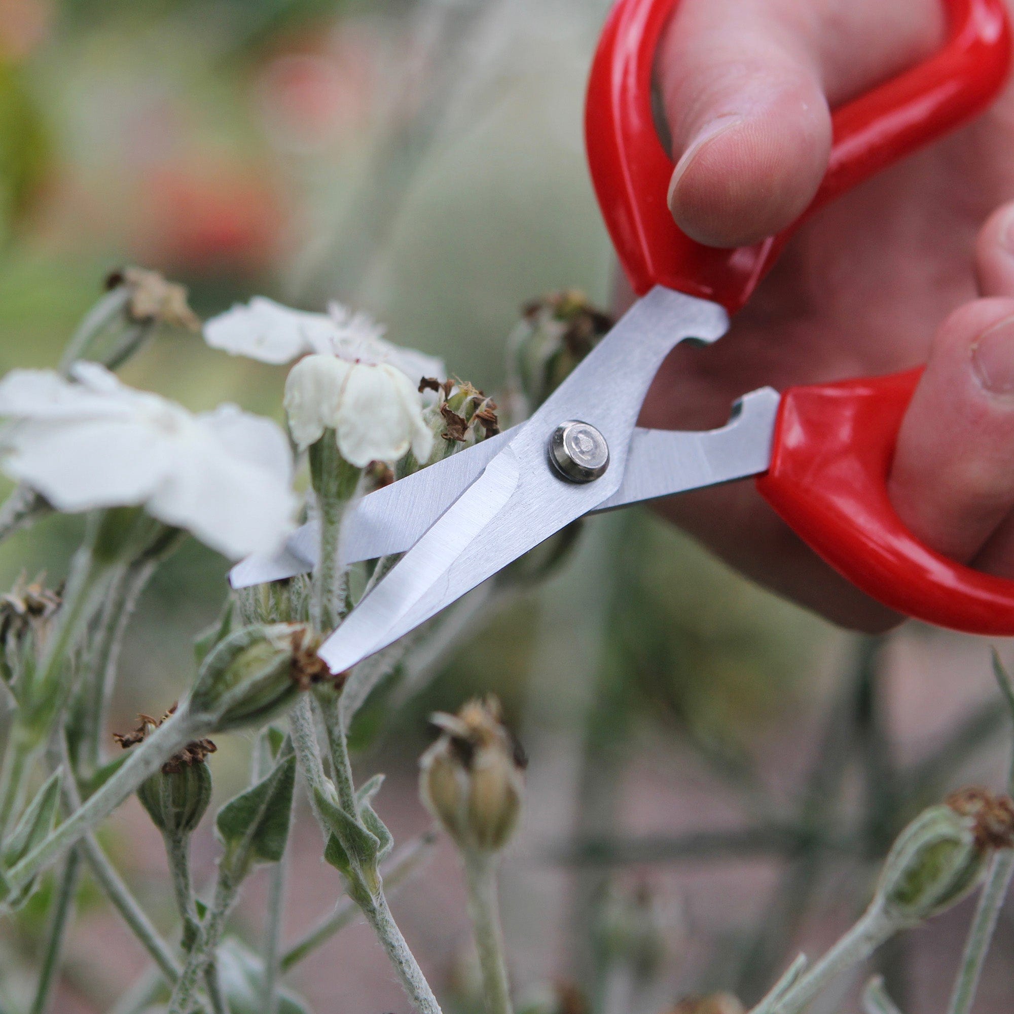 dt-brown HARDWARE Darlac Softies Scissors