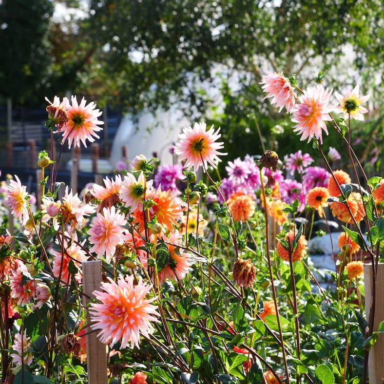 Dahlia Seeds