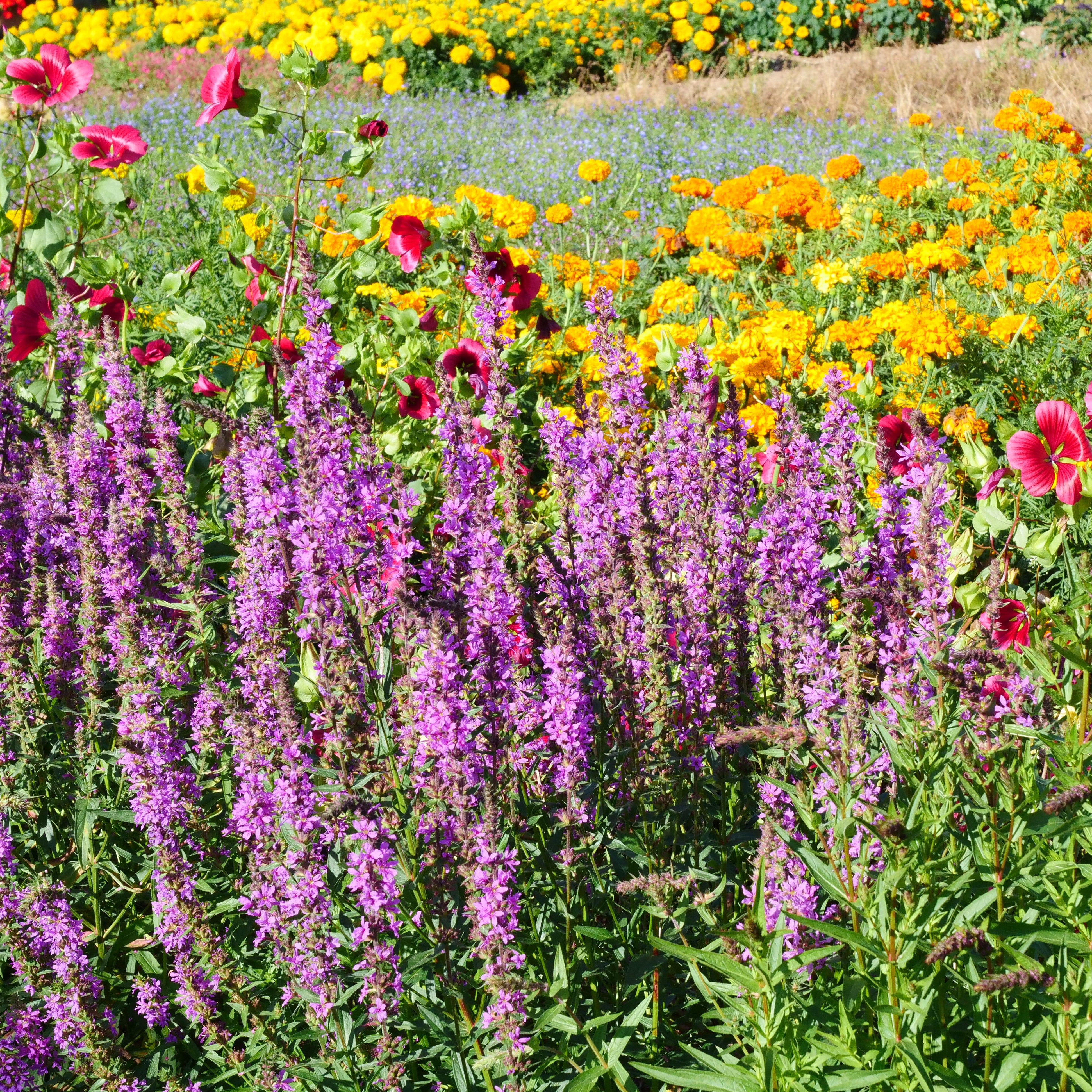 Low Maintenance Flowers