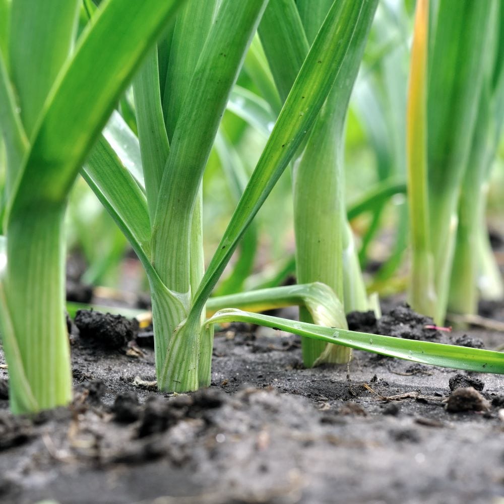 Leek Seeds