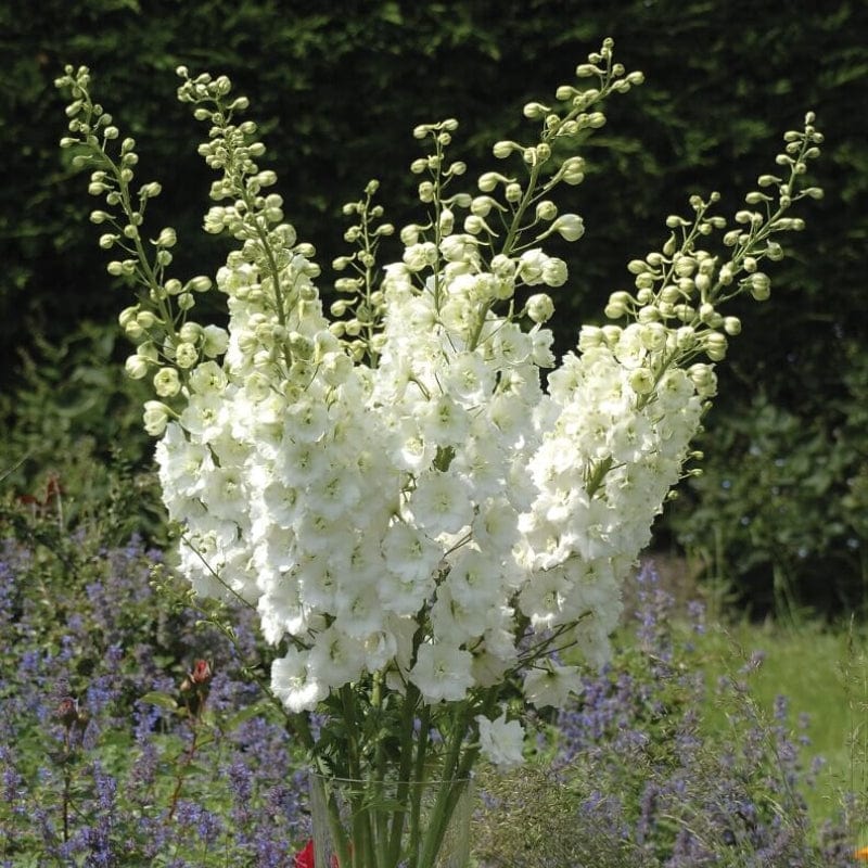 dt-brown 5 young plants Delphinium Aurora White Flower Plants