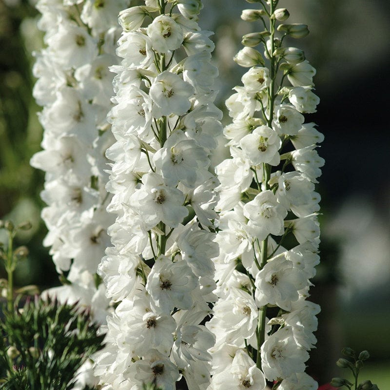 dt-brown Delphinium Aurora White Flower Plants