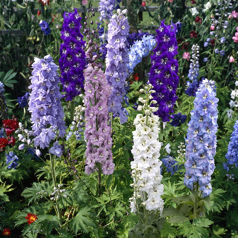 dt-brown FLOWER PLANTS Delphinium Magic Fountains Mixed F1 Flower Plants