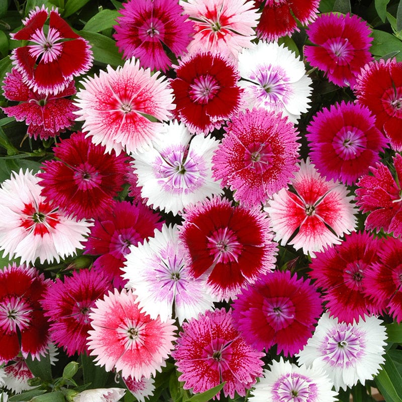 dt-brown FLOWER PLANTS Dianthus Festival Mixed Flower Plants