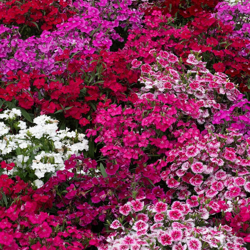 dt-brown FLOWER PLANTS Dianthus Festival Mixed Flower Plants