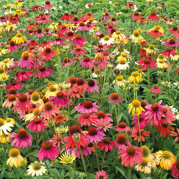 dt-brown FLOWER PLANTS Echinacea Cheyenne Spirit F1 Plug Plants