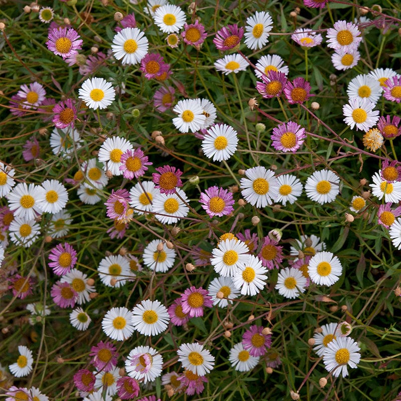 dt-brown Erigeron Stallone Flower Plants