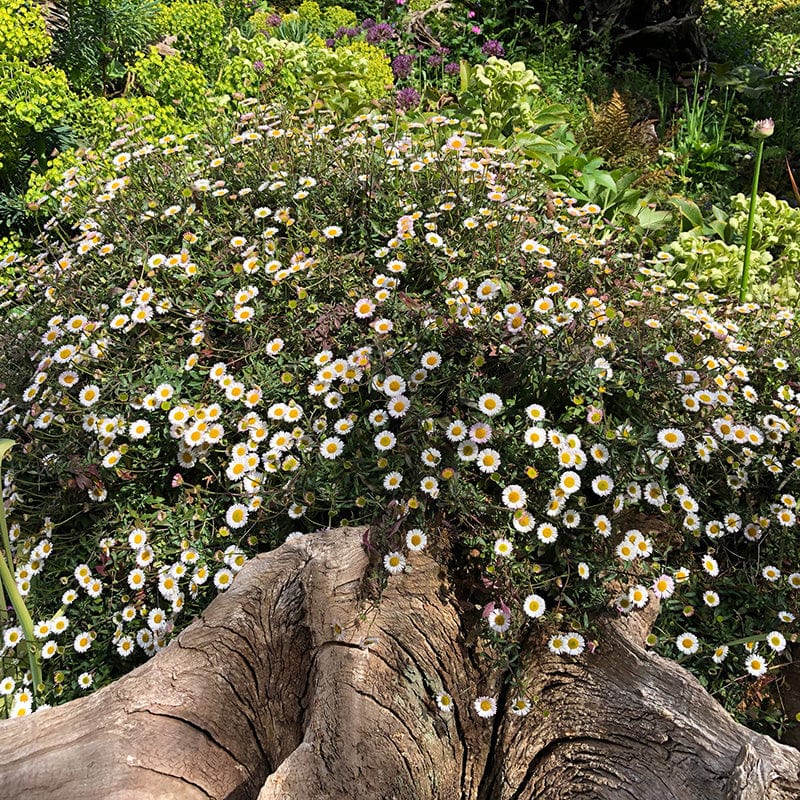 dt-brown Erigeron Stallone Flower Plants