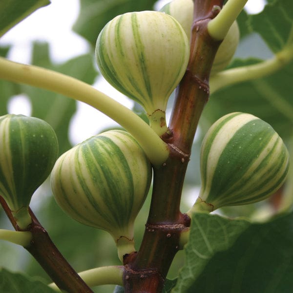 dt-brown FRUIT TREES Fig Panachee