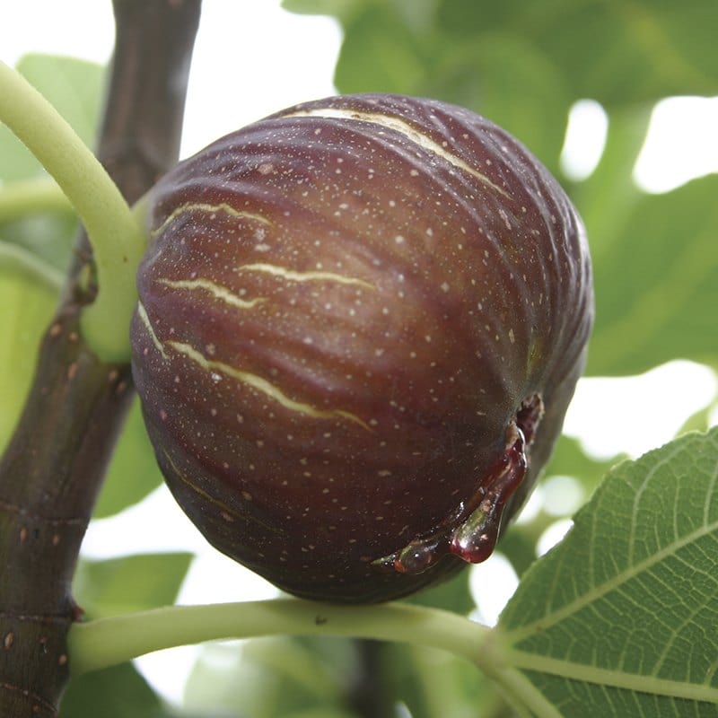 dt-brown FRUIT TREES Fig Madeleine