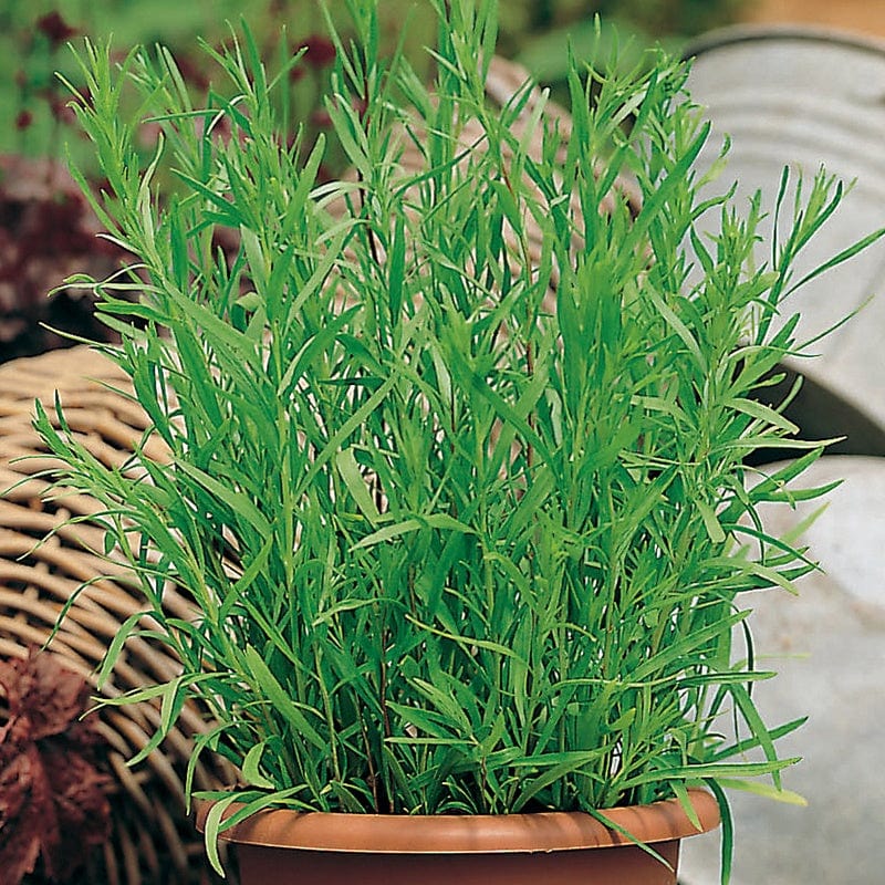 dt-brown VEGETABLE PLANTS French Tarragon Herb Plants