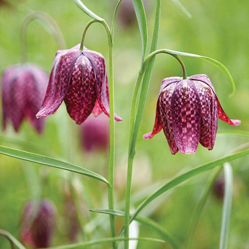 dt-brown FLOWER BULBS Fritillaria meleagris Flower Bulbs