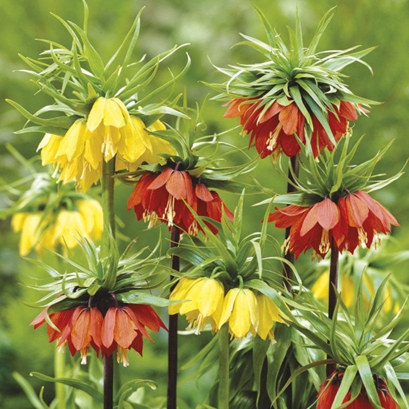 dt-brown FLOWER BULBS Fritillaria Flower Bulb Mix