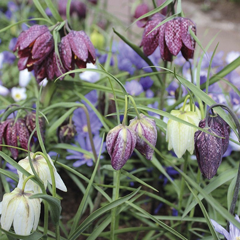 dt-brown FLOWER BULBS Fritillaria meleagris & meleagris Alba Flower Bulbs