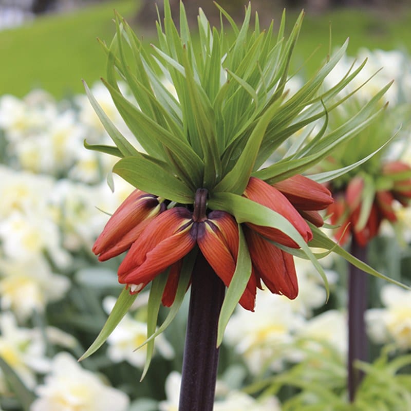 dt-brown FLOWER BULBS Fritillaria imperialis Rubra Flower Bulbs