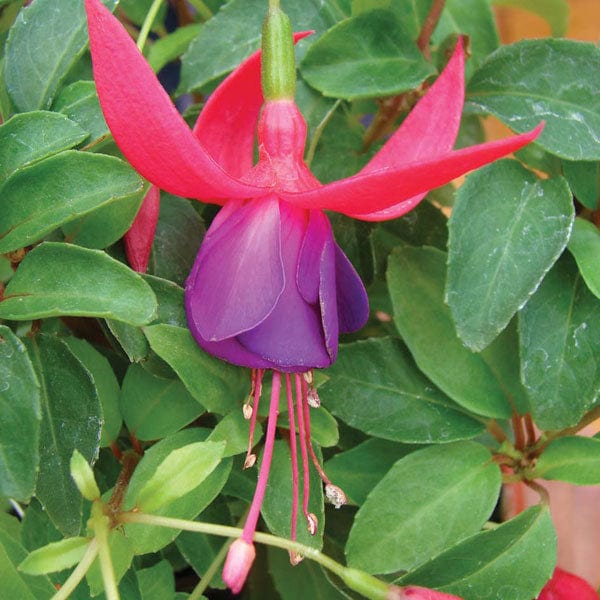 dt-brown FLOWER PLANTS Fuchsia Army Nurse (Hardy) Flower Plants