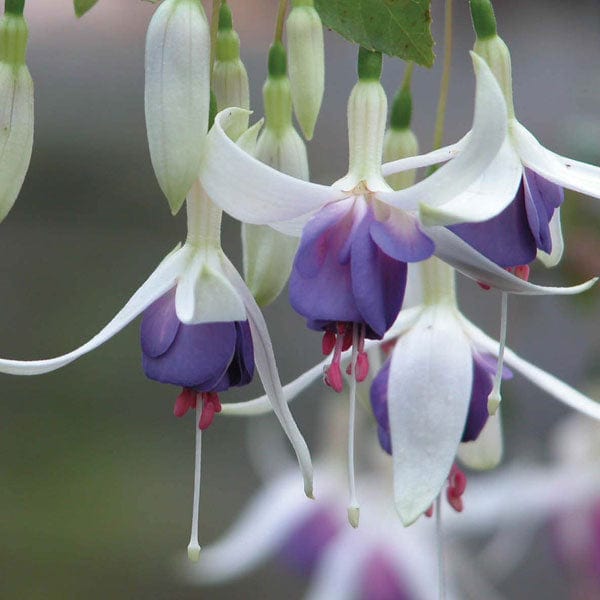 dt-brown 5 young plants Fuchsia Delta's Sarah (Hardy) Flower Plants