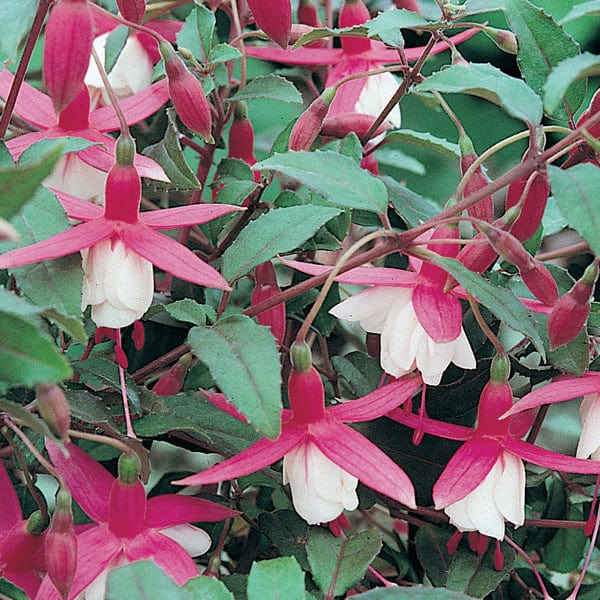 dt-brown 5 young plants Fuchsia Alice Hoffman (Hardy) Flower Plants