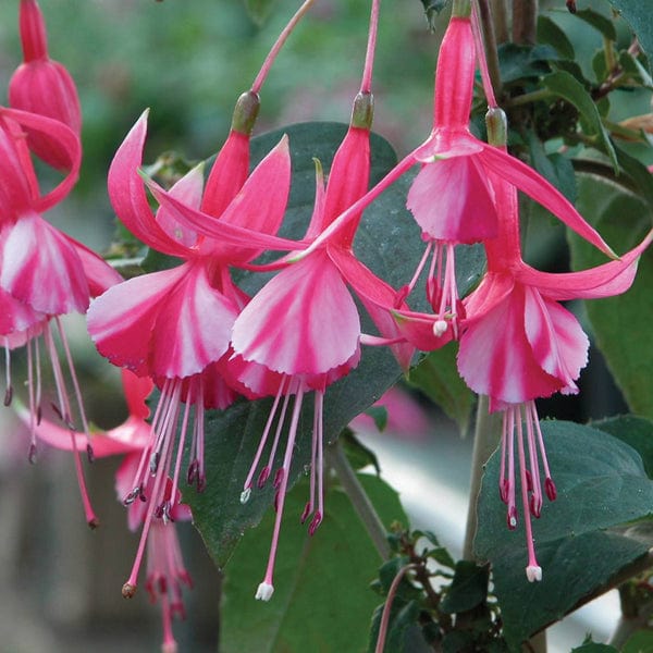 dt-brown FLOWER PLANTS Fuchsia Shrimp Cocktail (Hardy) Flower Plants